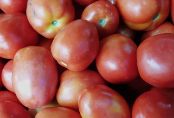 TOMATO 5K FOR RS 100/-