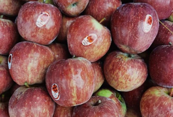 APPLES 10 FOR Rs 100/-